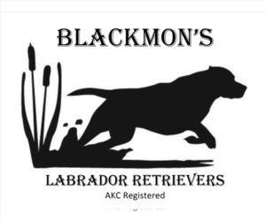 Labrador Retriever Dog Breeder in BROWNS VALLEY,  USA