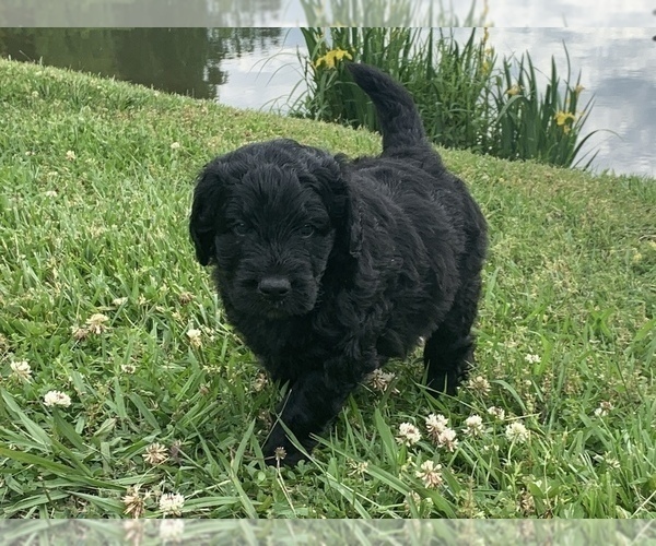 Medium Photo #1  Breeder Profile in MADISONVILLE, TN, USA