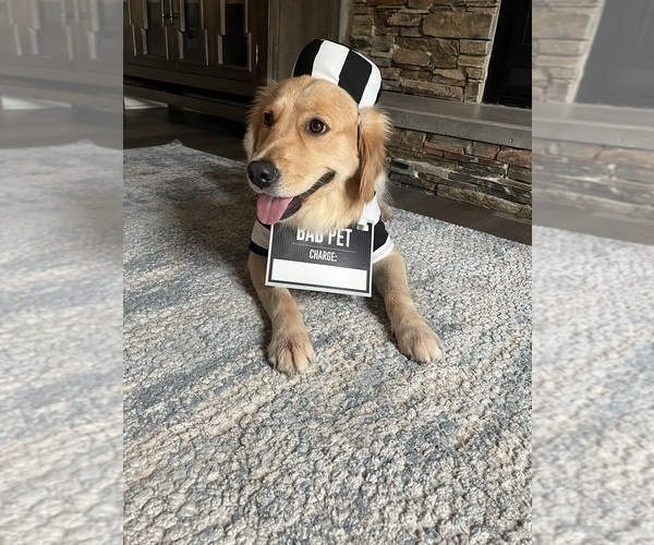 Medium Photo #10  Breeder Profile in BLUE SPRINGS, MO, USA