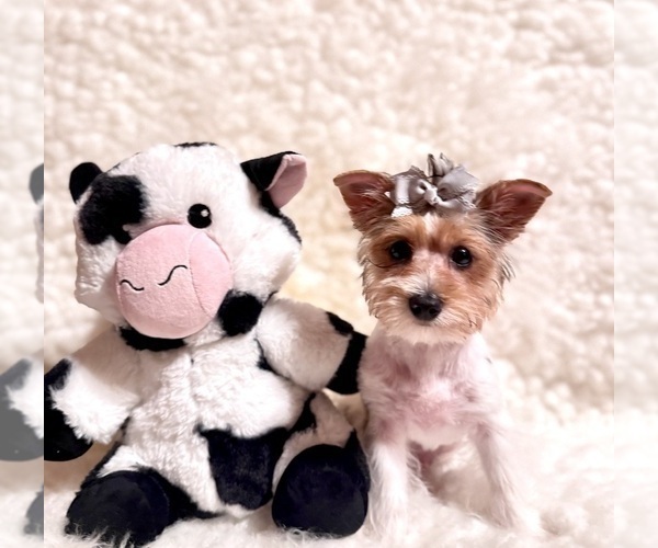 Medium Photo #5  Breeder Profile in REDLANDS, CA, USA