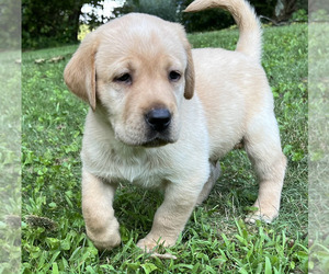 Labrador Retriever Dog Breeder near BOONE, NC, USA