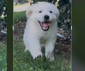English Cream Golden Retriever Dog Breeder near WASHINGTON, IN, USA