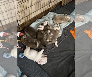 English Bulldog Dog Breeder near BRONX, NY, USA