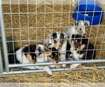 Small #13 Breeder Profile image