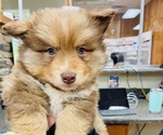 Small breeder photo