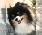 Small breeder photo