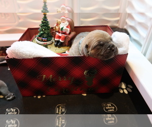 Cane Corso Dog Breeder near CLINTON, MS, USA