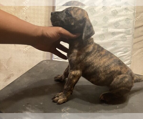 Medium Photo #1  Breeder Profile in GOOSE CREEK, SC, USA