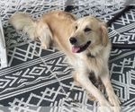 Small #9 Breeder Profile image