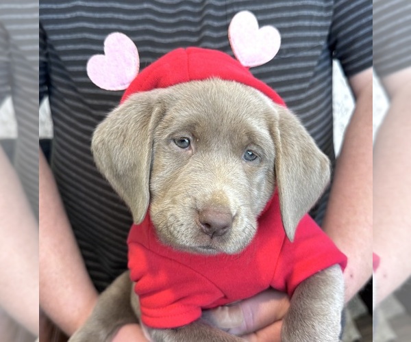 Medium Photo #13  Breeder Profile in DELEVAN, NY, USA