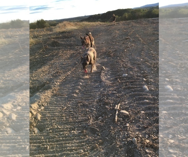 Medium Photo #1  Breeder Profile in FAIRPLAY, MD, USA