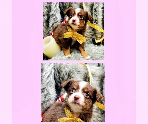 Medium Photo #6  Breeder Profile in WOODLEAF, NC, USA