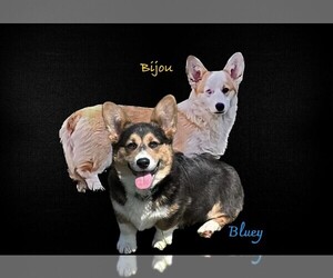 Pembroke Welsh Corgi Dog Breeder near SANFORD, MI, USA