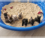 Small #2 Breeder Profile image