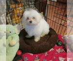 Small Photo #3  Breeder Profile in LEAVENWORTH, IN, USA