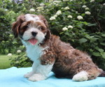 Small #49 Breeder Profile image
