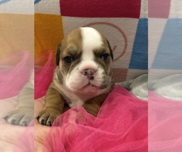 Medium Photo #7  Breeder Profile in EVEREST, KS, USA