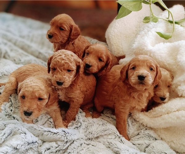 Medium Photo #5  Breeder Profile in SAINT MARYS, KS, USA