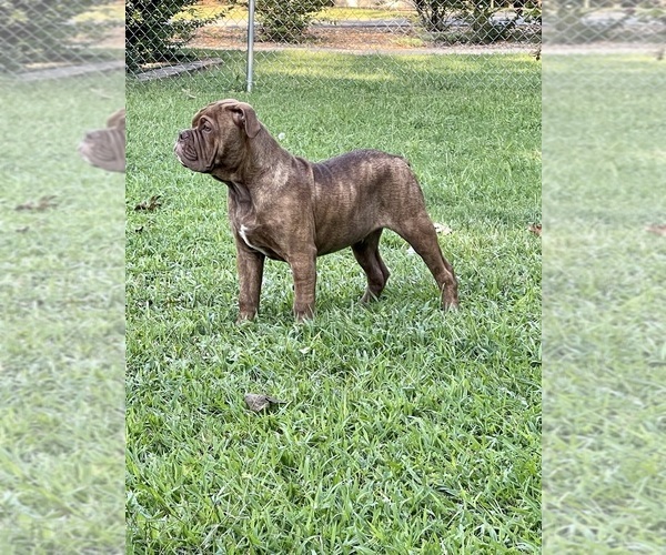 Medium Photo #4  Breeder Profile in VIOLA, AR, USA