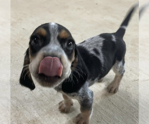 Medium Photo #1  Breeder Profile in HONDO, TX, USA