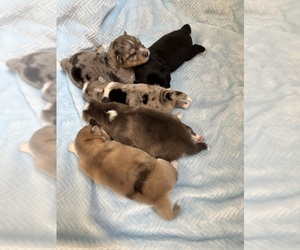 Pomsky Dog Breeder near CAVE CREEK, AZ, USA