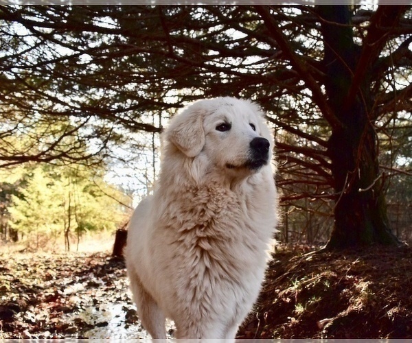 Medium Photo #24  Breeder Profile in CONWAY, MO, USA