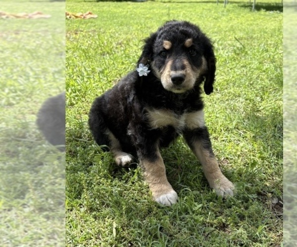 Medium Photo #1  Breeder Profile in TULSA, OK, USA