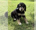 Small breeder photo