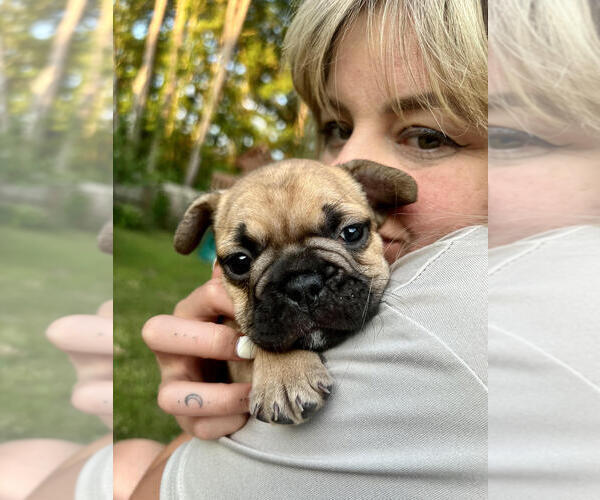 Medium Photo #1  Breeder Profile in BILOXI, MS, USA