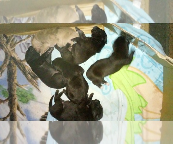 Medium Photo #1  Breeder Profile in MCKINNEY, TX, USA