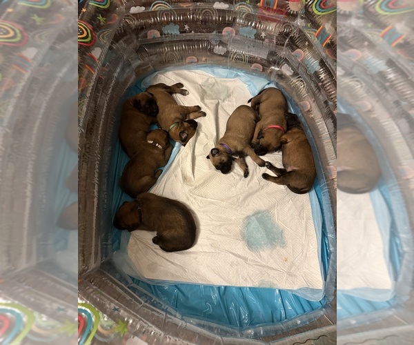 Medium Photo #10  Breeder Profile in JACKSONVILLE, FL, USA