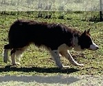 Small Photo #3  Breeder Profile in PAVO, GA, USA