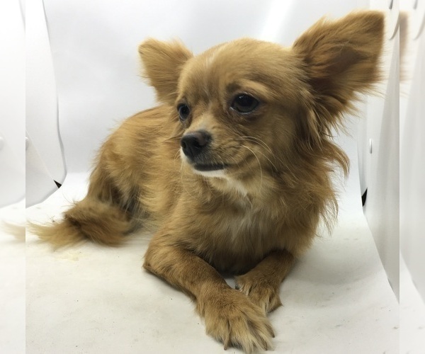 Medium Photo #10  Breeder Profile in SALINA, KS, USA