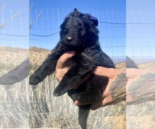 Medium Photo #57  Breeder Profile in PINON HILLS, CA, USA