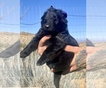 Small #56 Breeder Profile image