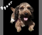 Small breeder photo