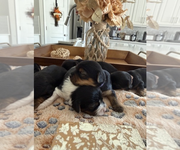 Medium Photo #11  Breeder Profile in MIDLAND, GA, USA