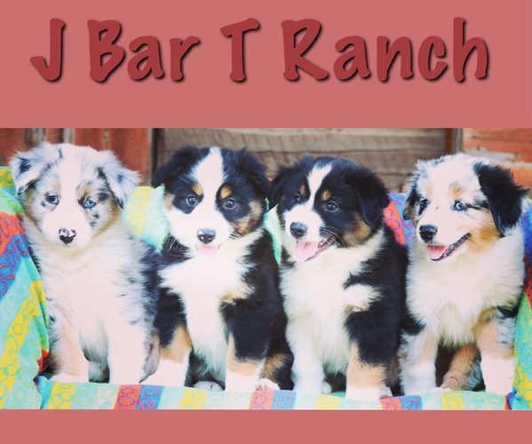 Medium Photo #1  Breeder Profile in BLUE RIDGE, TX, USA