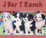 Small breeder photo