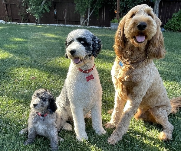 Medium Photo #1  Breeder Profile in ORANGEVALE, CA, USA