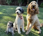 Small breeder photo