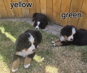 Bernese Mountain Dog Dog Breeder in SALMON,  USA