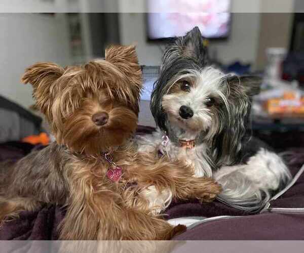 Medium Photo #1  Breeder Profile in KUNA, ID, USA