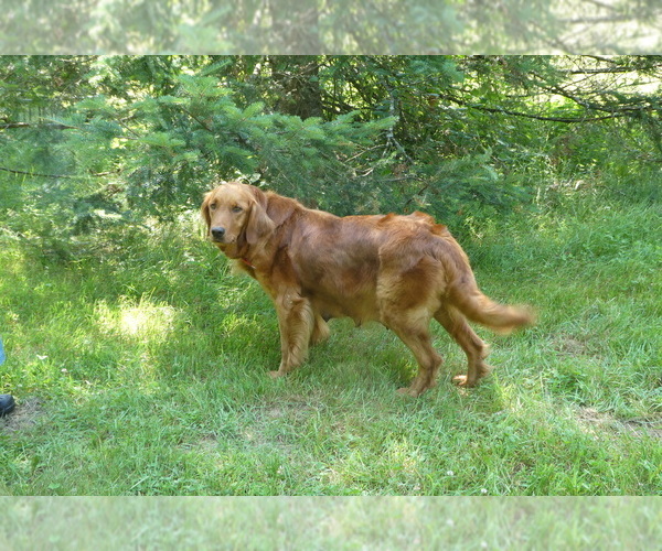 Medium Photo #3  Breeder Profile in WOLCOTT, VT, USA