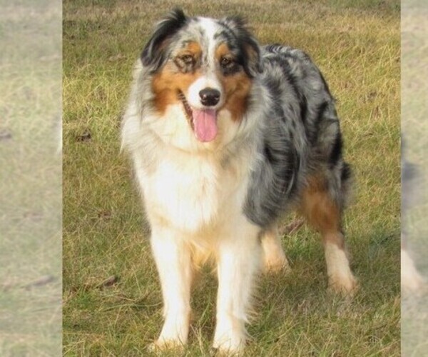 Medium Photo #1  Breeder Profile in LYNCHBURG, VA, USA