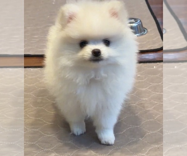 Medium Photo #3  Breeder Profile in KENNESAW, GA, USA