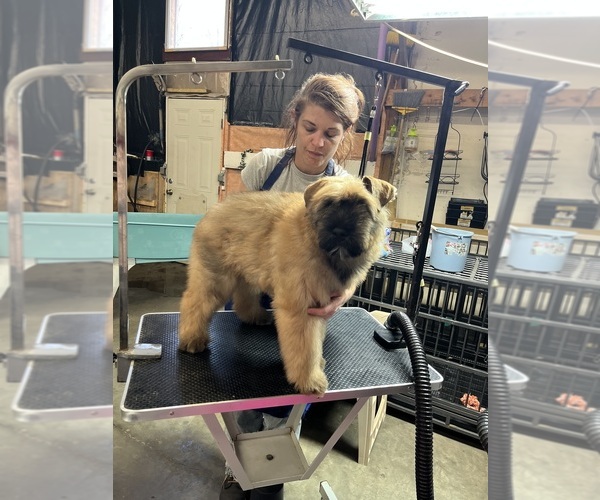 Medium Photo #4  Breeder Profile in LOUISVILLE, KY, USA