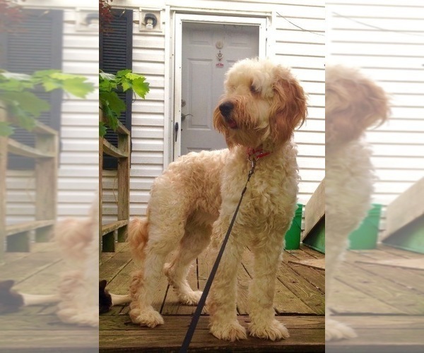 Medium Photo #1  Breeder Profile in ALMO, KY, USA