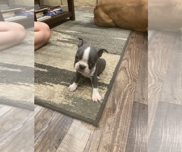 Medium Photo #9  Breeder Profile in FREDONIA, KS, USA
