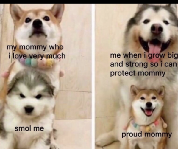 Medium Photo #38  Breeder Profile in MIDLOTHIAN, TX, USA